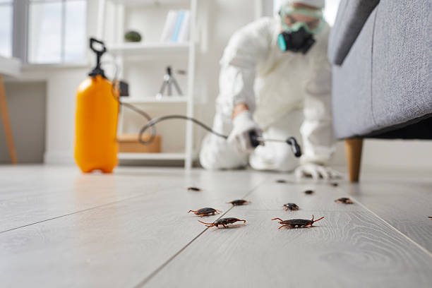 Post-Treatment Bed Bug Interceptor Monitoring in Tupelo